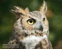 Great Horned Owl