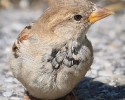 House Sparrow