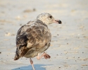 Lesser Black-backed Gull