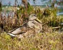 Juvenile Mallard Ducks