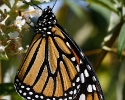 Monarch Butterfly