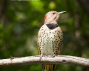 Northern Flicker Yellow-Shafted