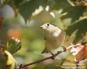 Ruby-crowned Kinglet