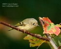 Ruby-crowned Kinglet