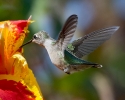 Ruby-throated Hummingbird