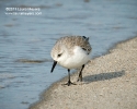 Sanderling