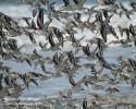 Sanderlings in flight