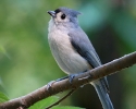 Tufted Titmouse