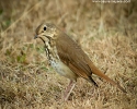 Wood Thrush