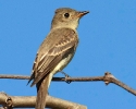 Yellow-bellied Flycatcher