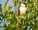 Yellow-billed Cuckoo on tree