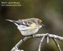 Yellow-rumped Warbler