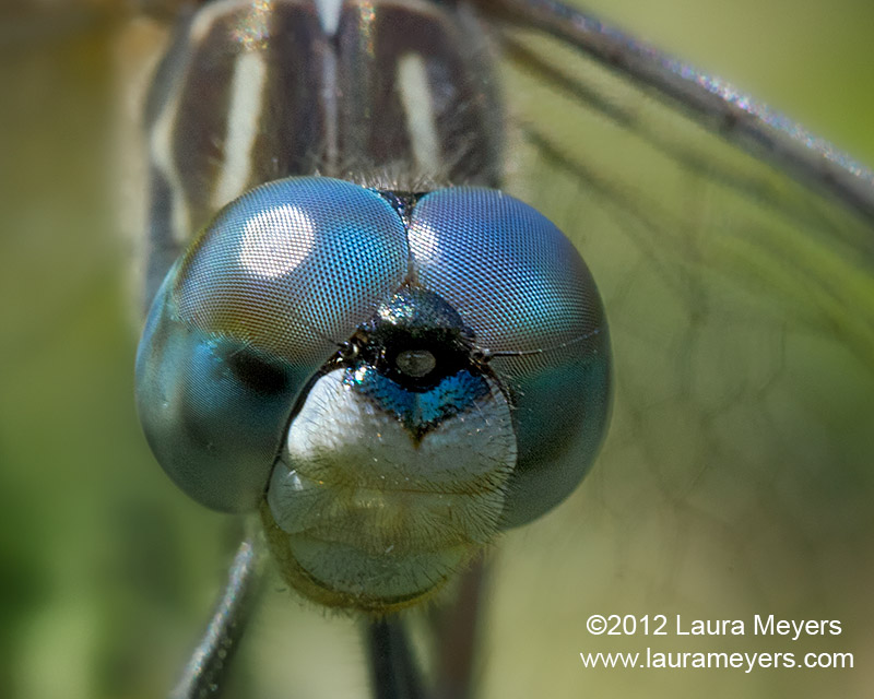 Blue Dasher Dragonfly Closeup