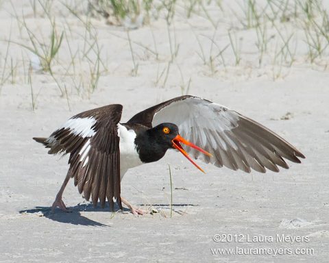 American Oystercatcher