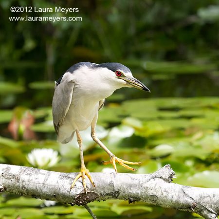 Black-crowned Night Heron