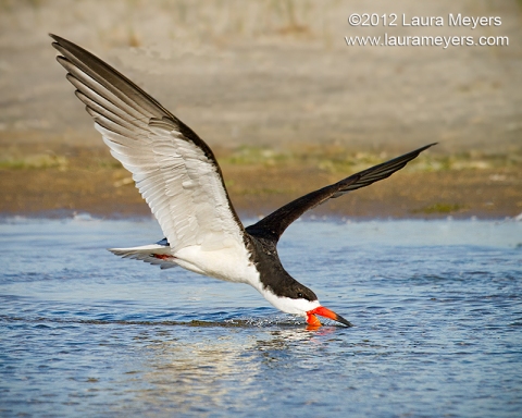 Back Skimmer