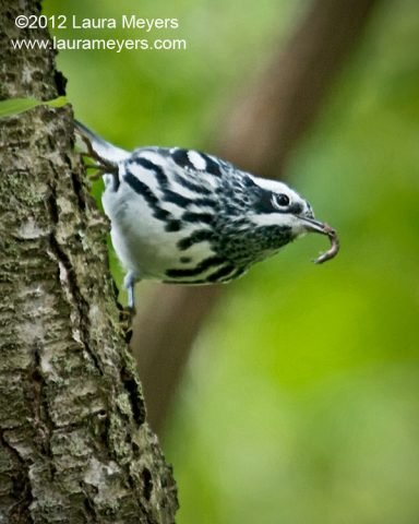 Black and White Warbler