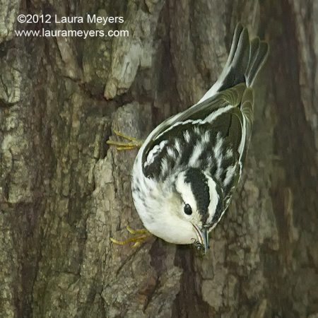 Black and White Warbler