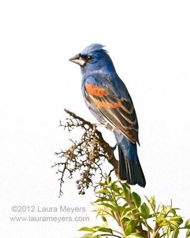 Blue Grosbeak