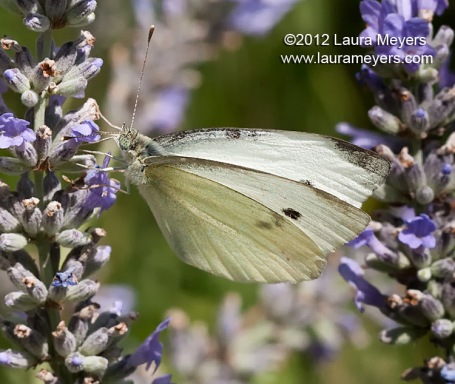 Cabbage White Butterfly