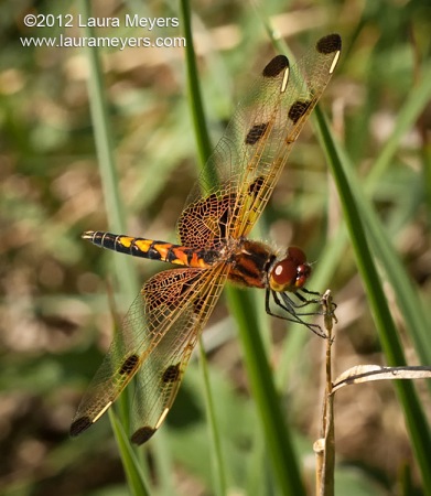 Calico Pennant Dragonfly