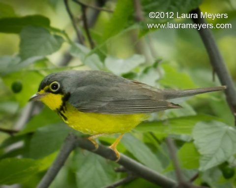 Canada Warbler