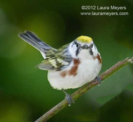 Chestnut-sided Warbler