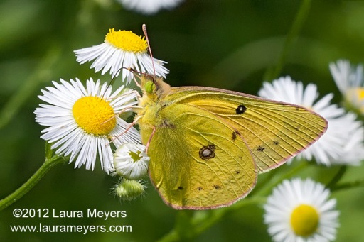 Clouded Sulphur Butterfly