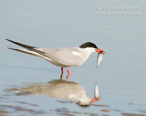 Common Tern