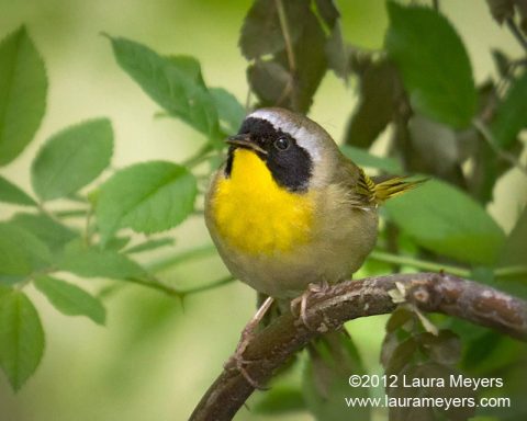 Common Yellowthroat Warbler Male