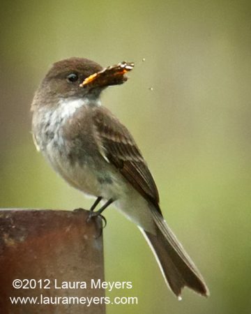 Eastern Phoebe with Red Admiral Butterfly