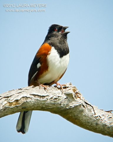 Eastern Towhee Singing