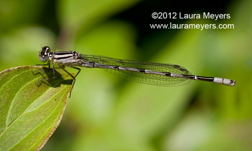 Familiar Bluet Damselfly female