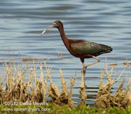 Glossy Ibis