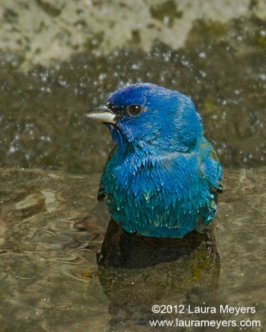 Indigo Bunting