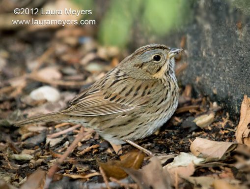 Lincoln\'s Sparrow
