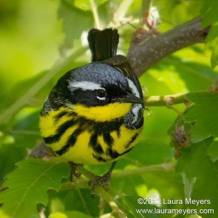 Magnolia Warbler