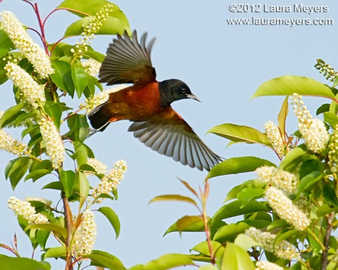 Orchard Oriole