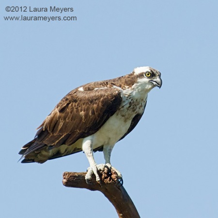 Osprey on Perch