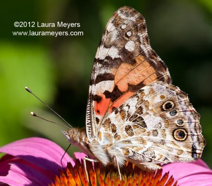Painted Lady Butterfly