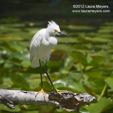 Snowy Egret