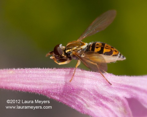 Toxomerus-geminatus Hoverfly