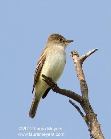 Willow Flycatcher