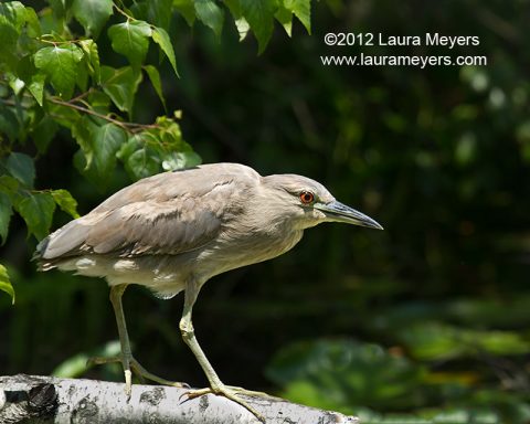 Yellow-crowned Night heron Immature