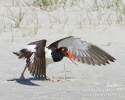 American Oystercatcher