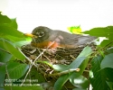 American Robin on Nest