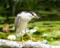 Black-crowned Night Heron
