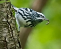 Black and White Warbler