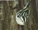 Black and White Warbler