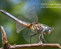 Blue Dash Dragonfly